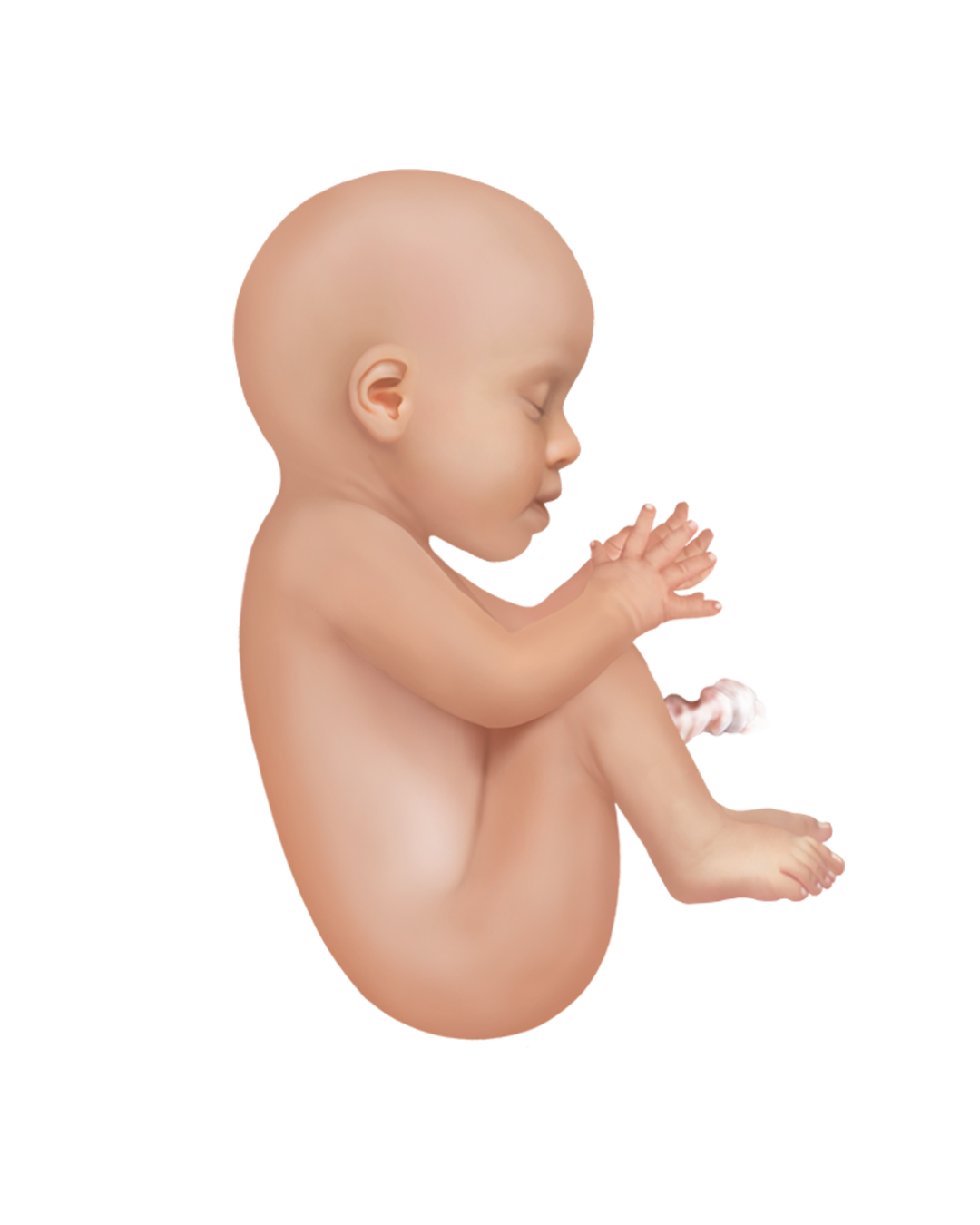 Baby development at week 26 | Learn more about the baby's development ...